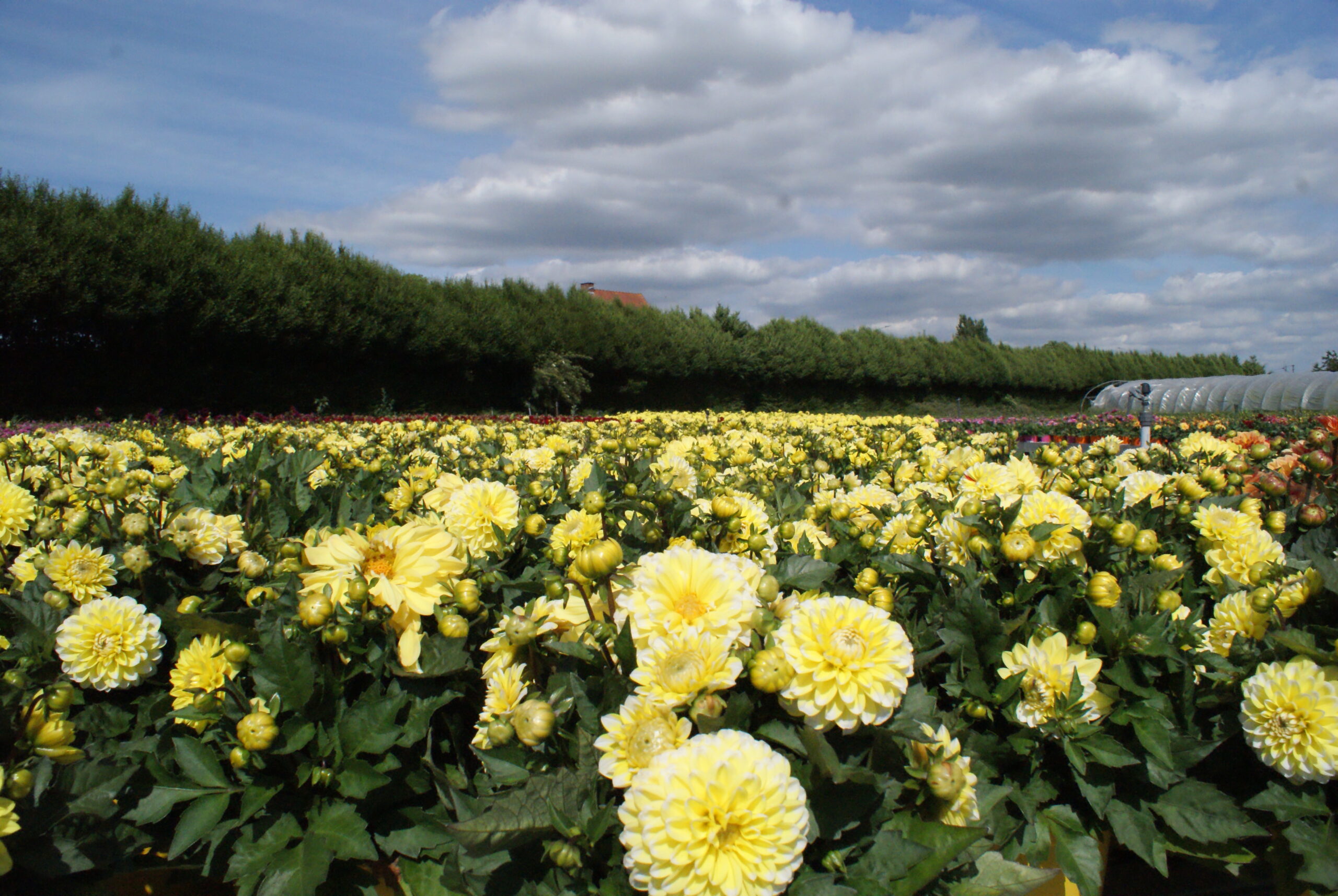 Gele dahlia uit het buitenplantenassortiment