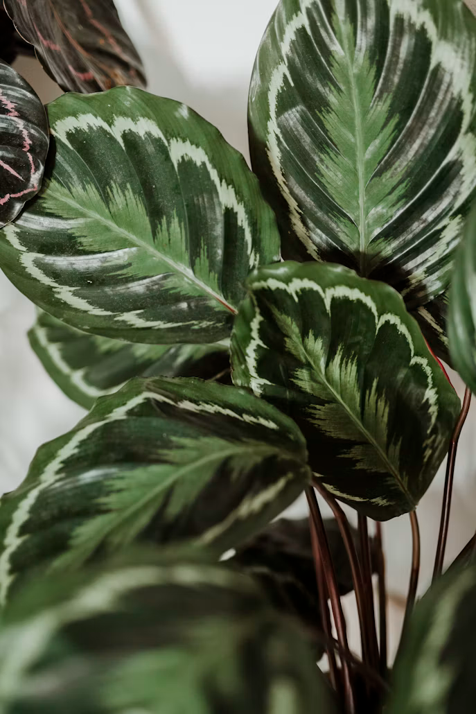 Detail van het decoratieve blad van een Calathea