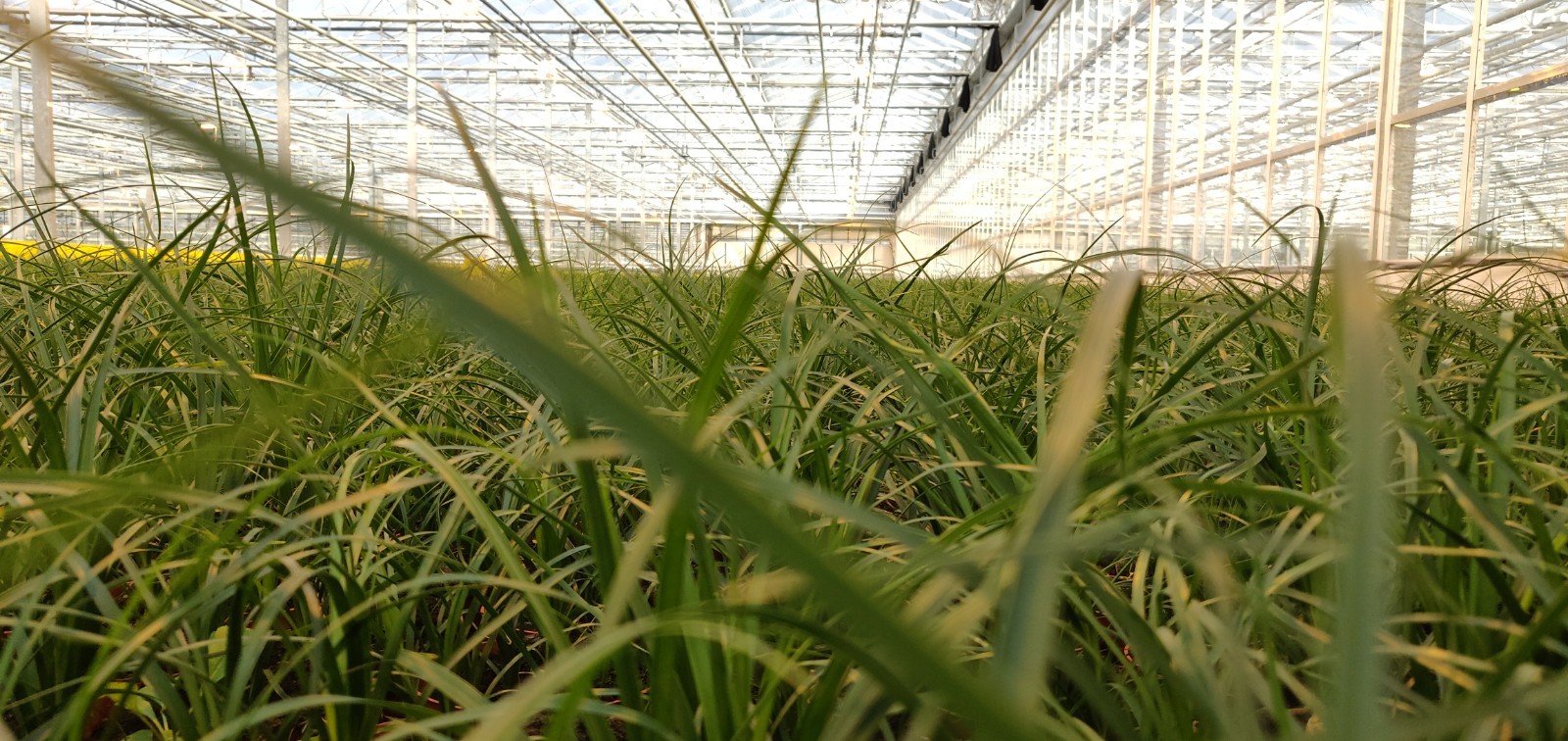 Rijen planten in de serre van Horizon