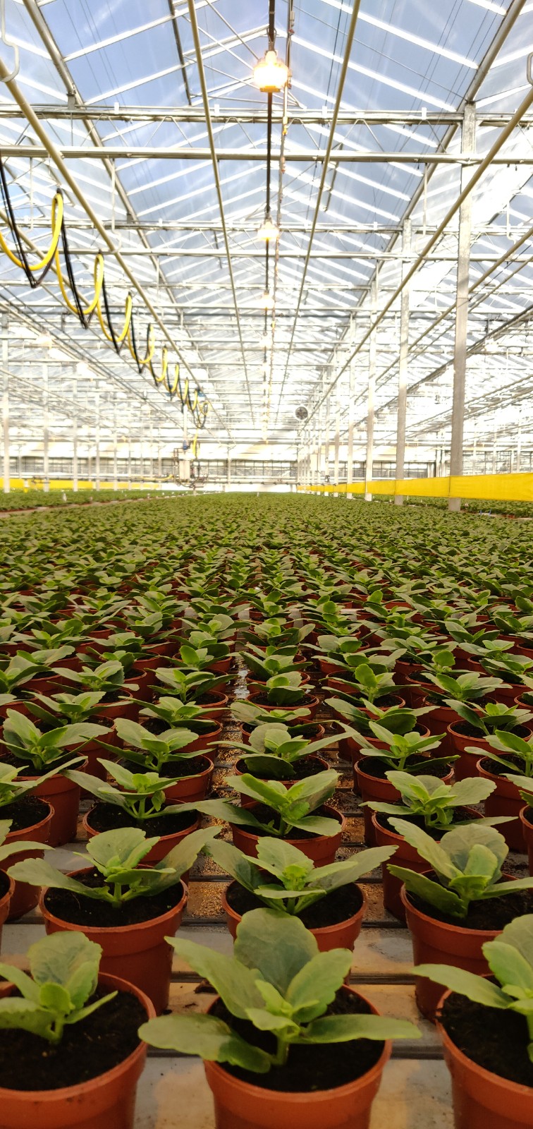 Duurzaam gekweekte planten in de serre van Horizon