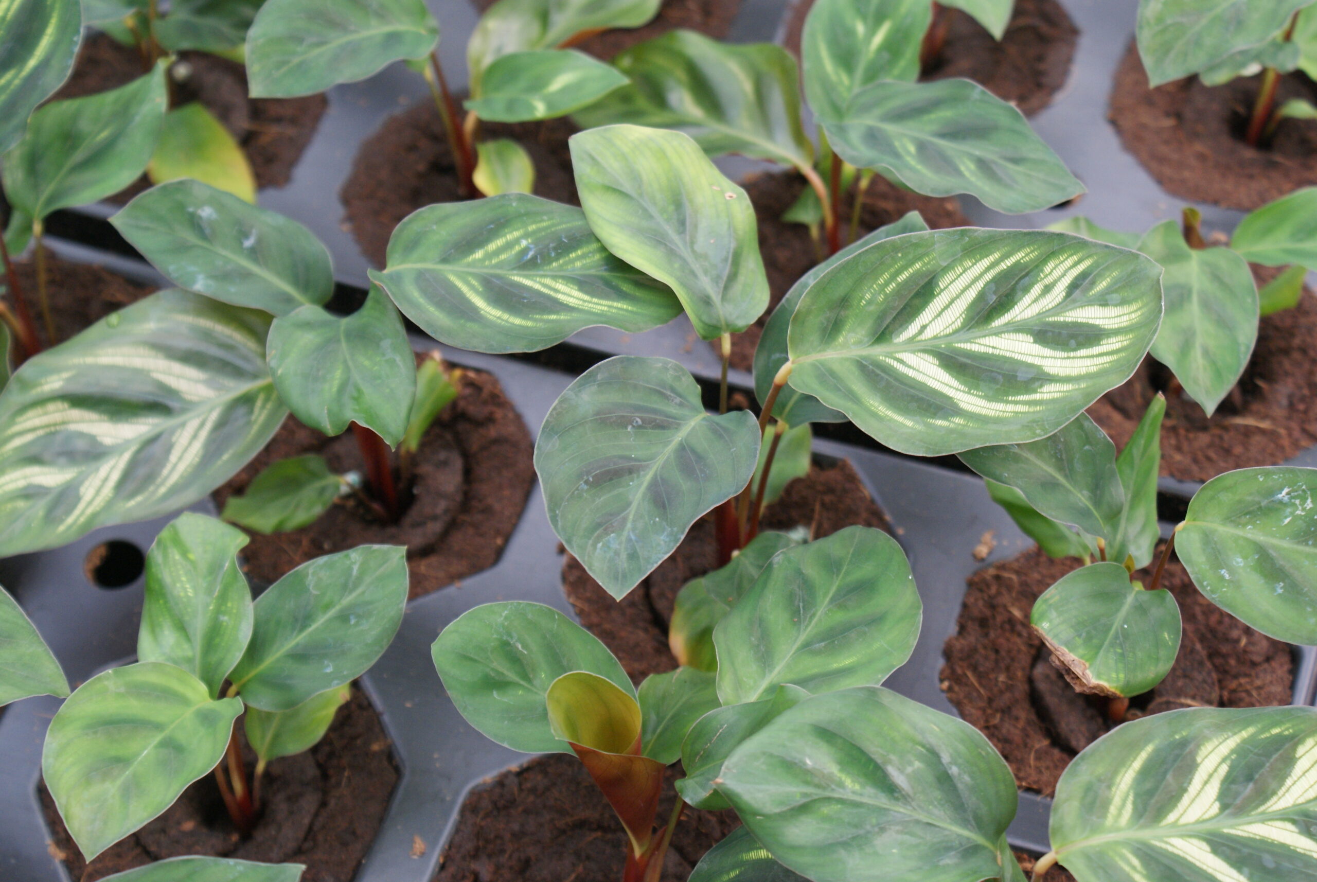 Jonge Calathea-planten in de serre van Horizon