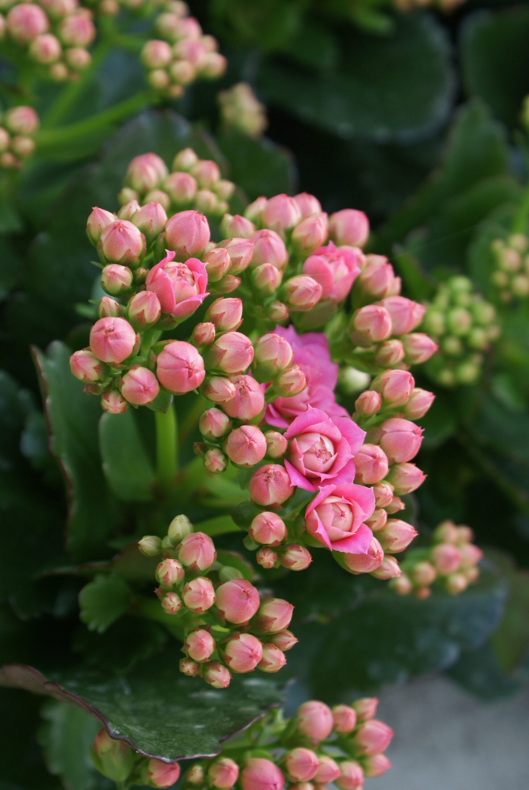 Roze bloemknoppen van een Kalanchoe