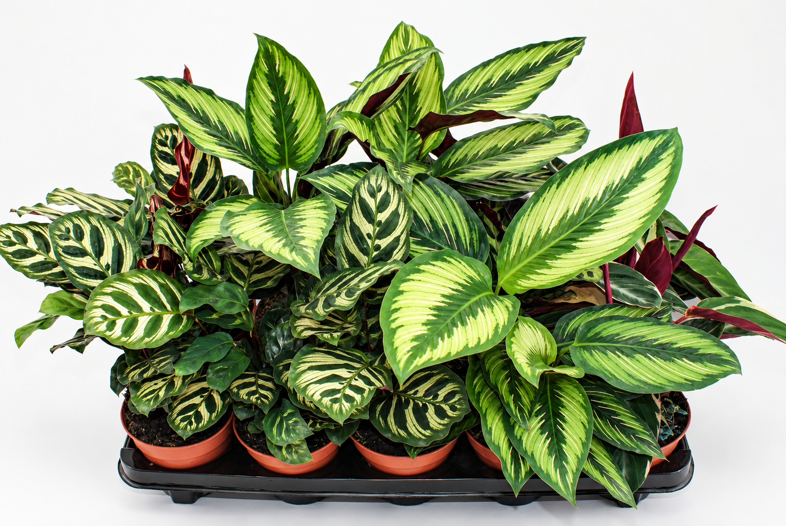 Mix van verschillende groene kamerplanten
