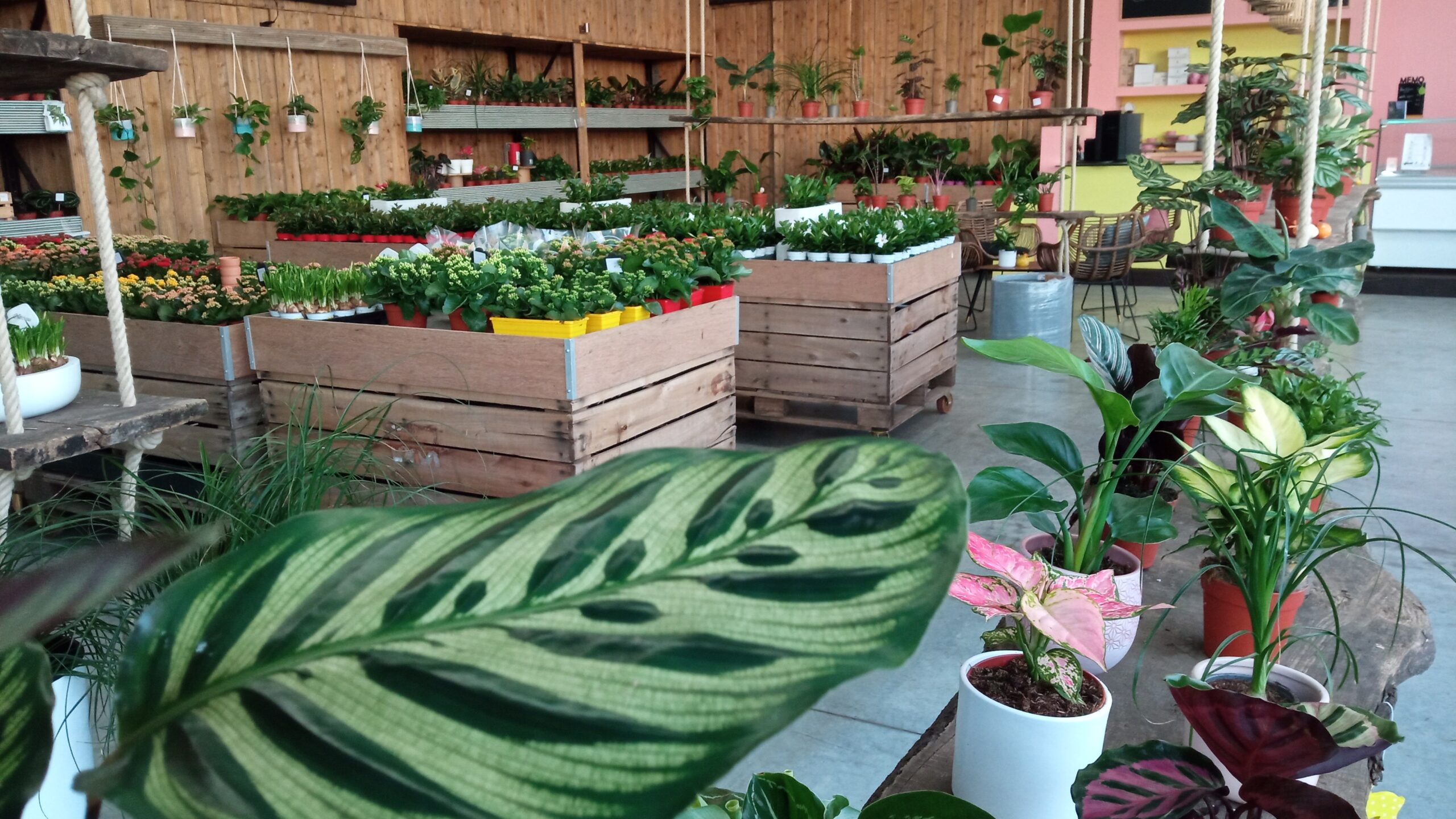 Ruime plantenpresentatie tijdens een pop-upweekend