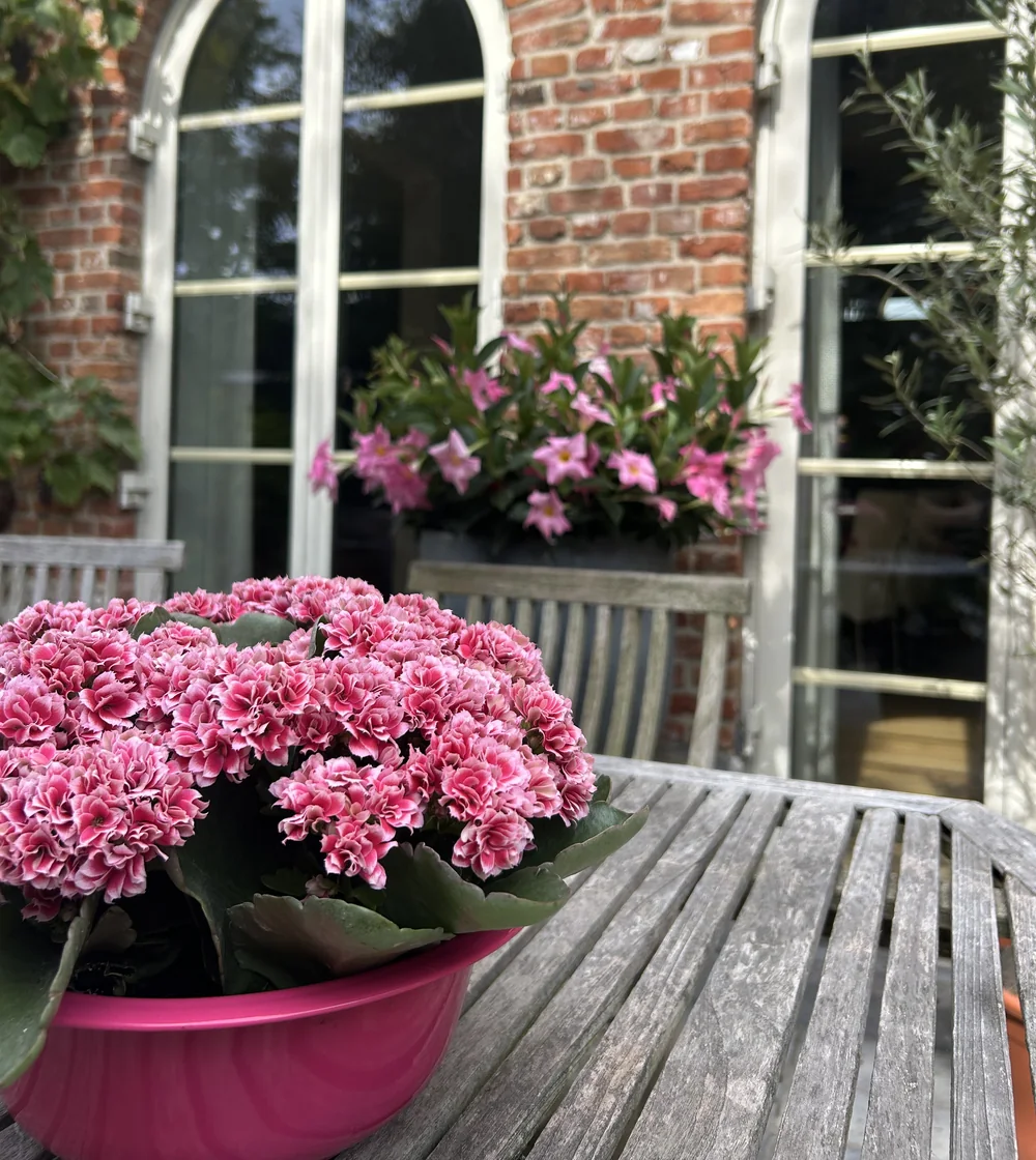Bloeiende planten bij Horizon
